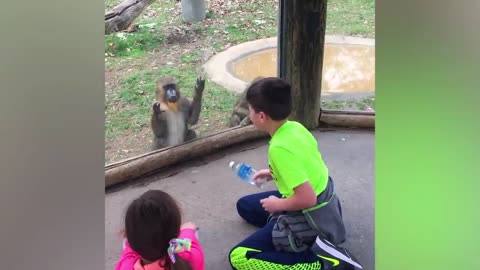 TRY NOT TO LAUGH Funny Babies At The Zoo - LAUGH TRIGGER