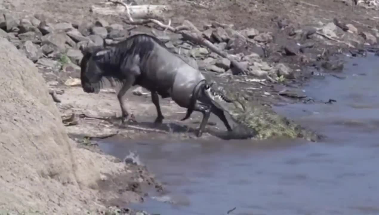 The wildebeest crossing the river was attacked by a crocodile. Can it survive?