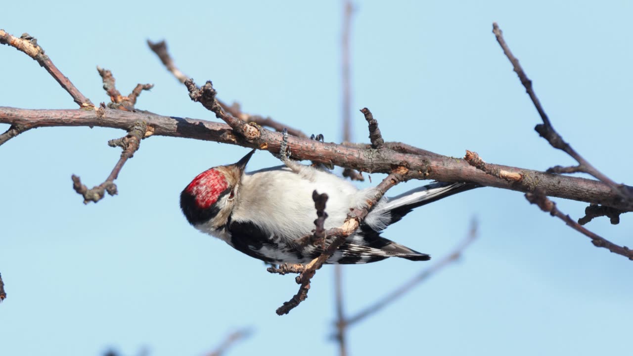 The Lesser Spotted Woodpecker: Close Up HD Footage (Dendrocopos minor)