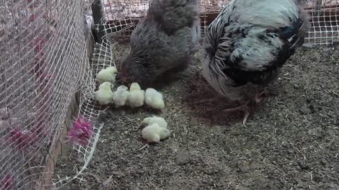 Gambel quails