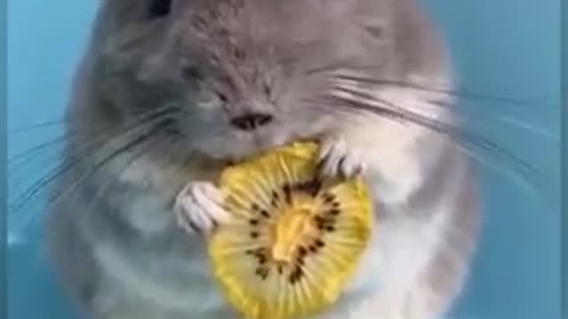 Animais são como filhos