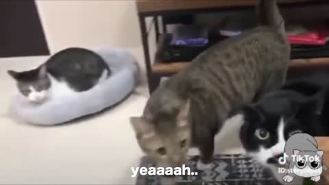 Funny cats video cute and nice