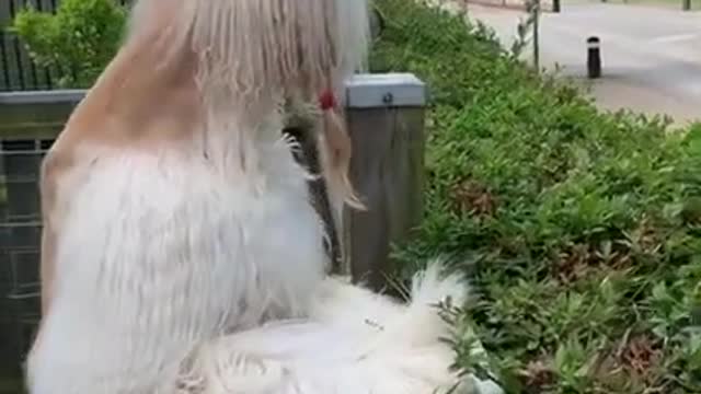 cute dog borzoi made a cool haircut and is waiting for her husband