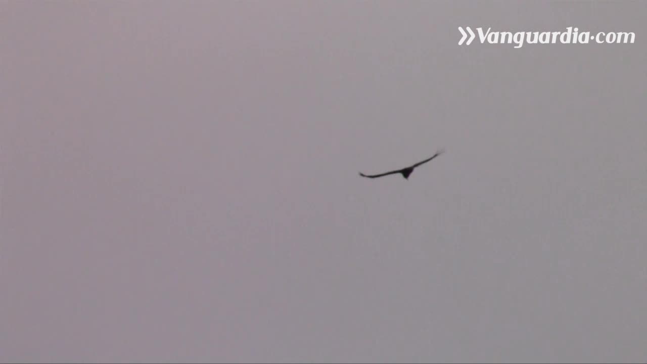 Guardianes del Cóndor en Santander