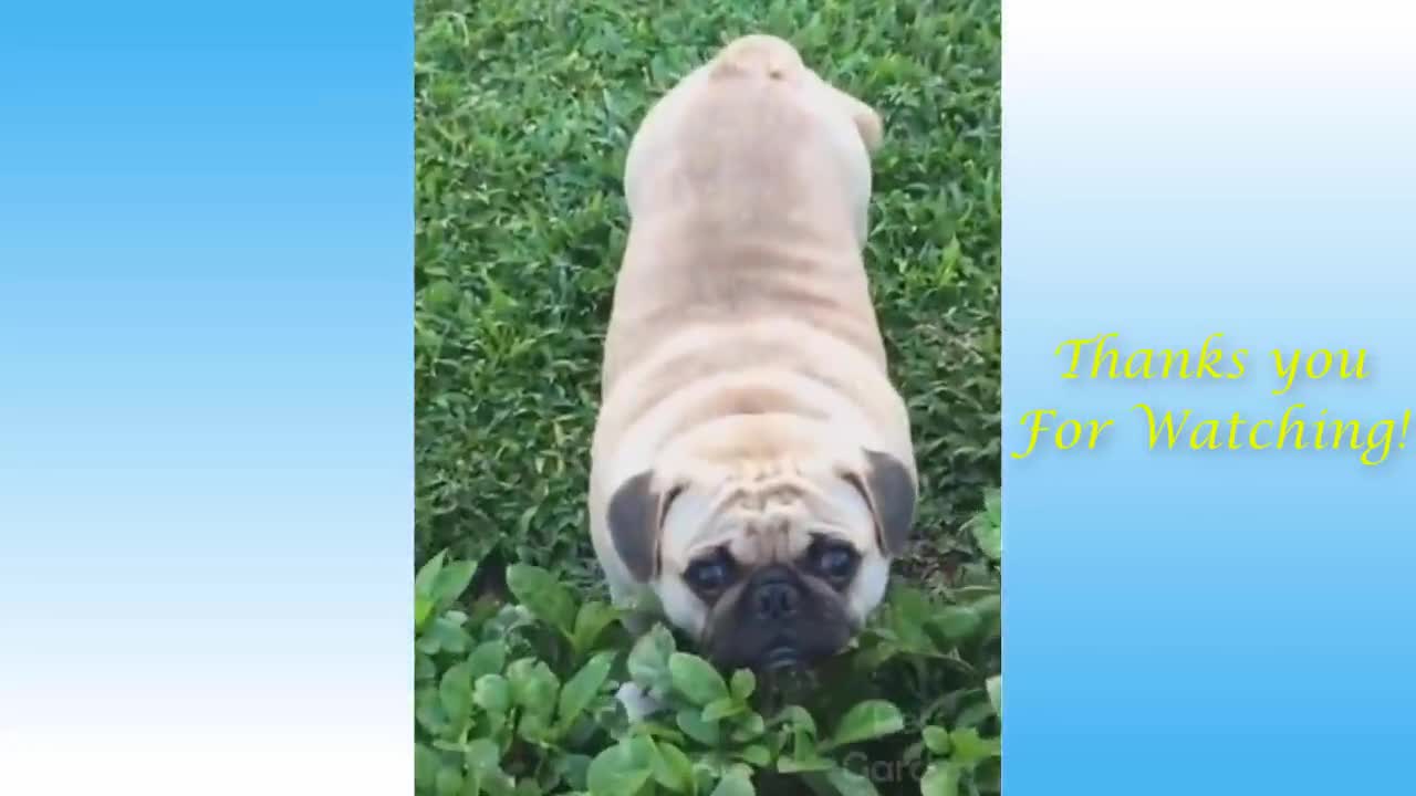 Cute Pets And Funny Animals Compilation 1Pets Garden