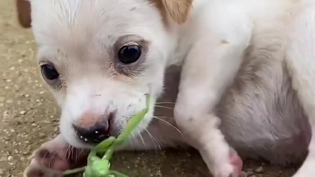 Pet dogs and grasshoppers