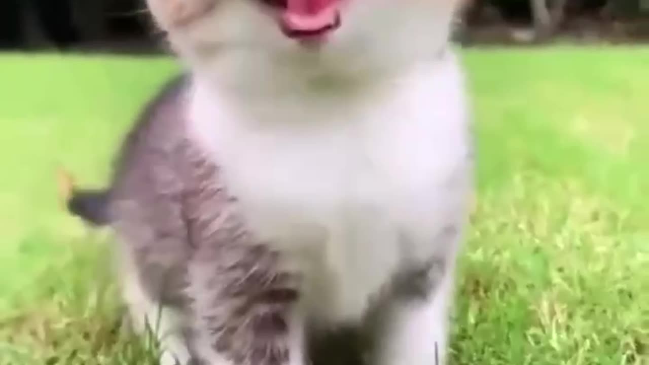 cute kitten