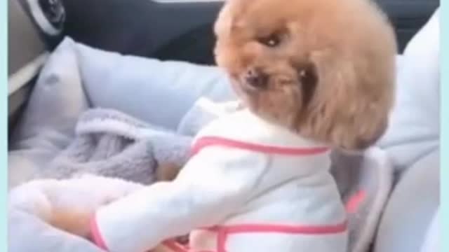 funny dog videos_ baby dogs _ funny moment _