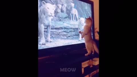 Watch how funny cats reacts while watching TV