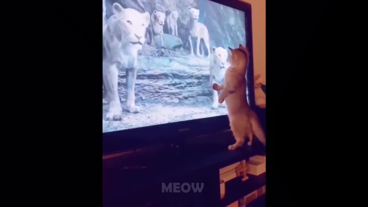 Watch how funny cats reacts while watching TV