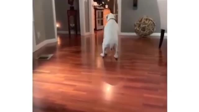 Dog does Michael Jackson's Moonwalk