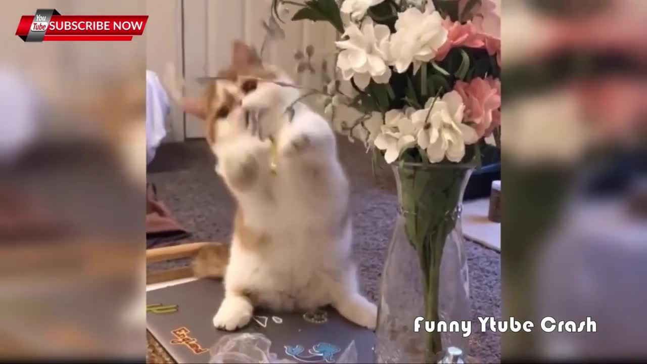 Cute & Funny animals