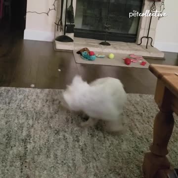 Endless circles for the adorable doggo! 🐶