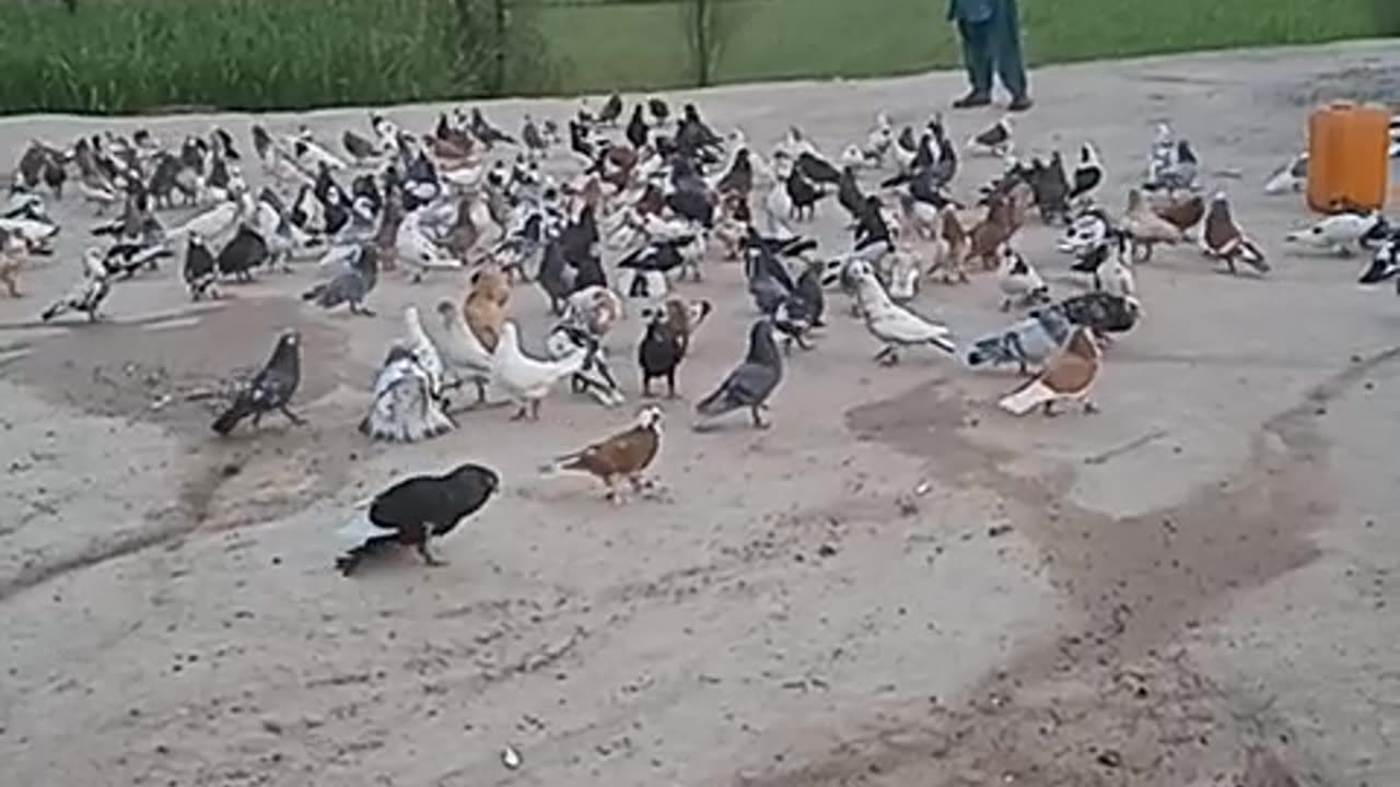 Rangbaz