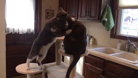 Cat dog fight 🐈🐕 very funny