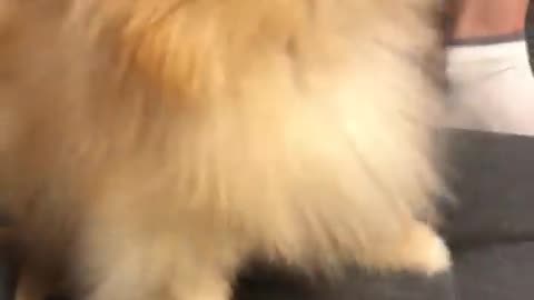 Pomeranian dog has the most hilarious sneeze #cat #cute #kitten