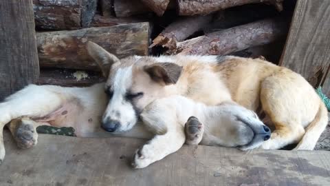 Sleeping couple is still cute