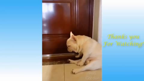Funny cat