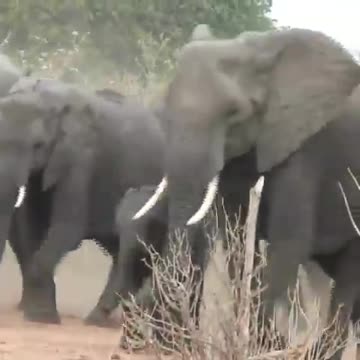 The elephant 🐘🐘