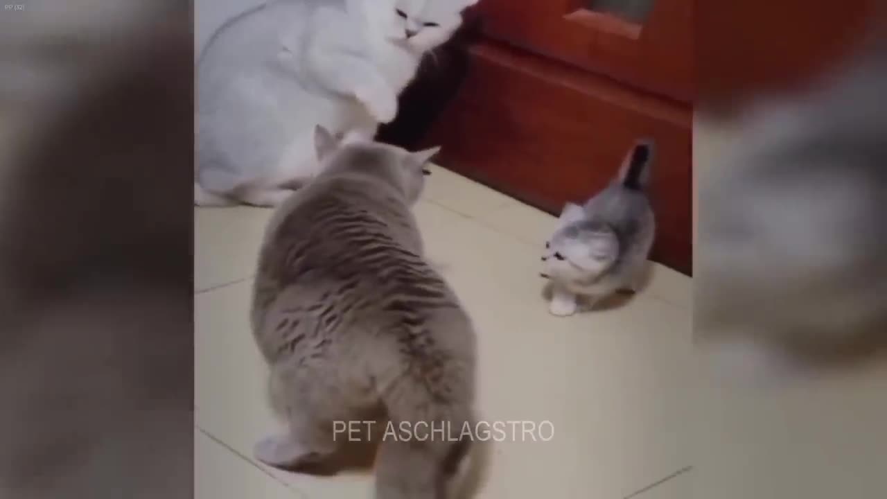 CLASSIC Dog and Cat Videos 1 HOURS of FUNNY Clips