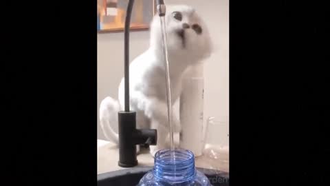 Cats FUNNY compilation (REALLY CUTE)