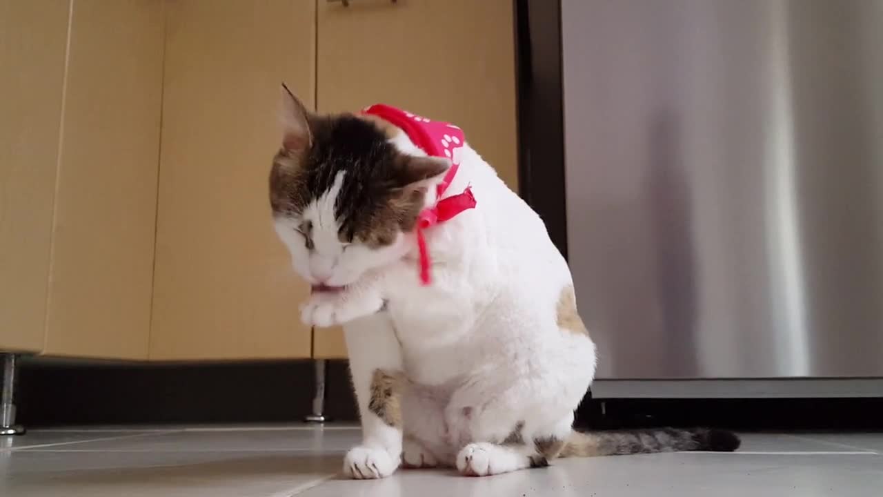 Funny Cat Videos Clean