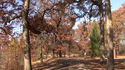 Michigan wooded area in fall