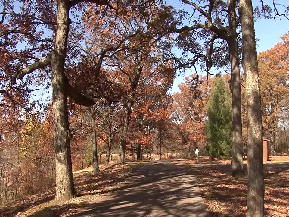 Michigan wooded area in fall