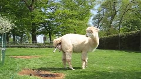 Birth of alpaca