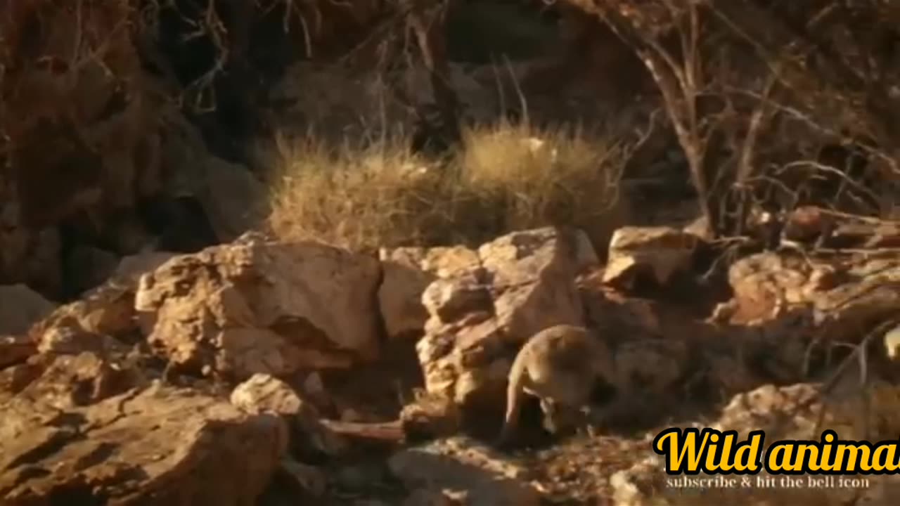 Wild kangaroo...