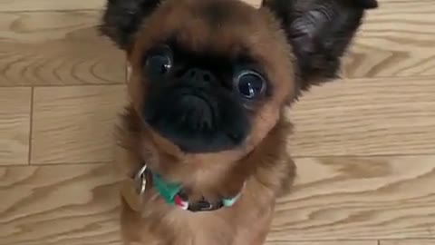 Have you ever seen a pug with raised ears?