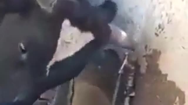 That's Using Your Head