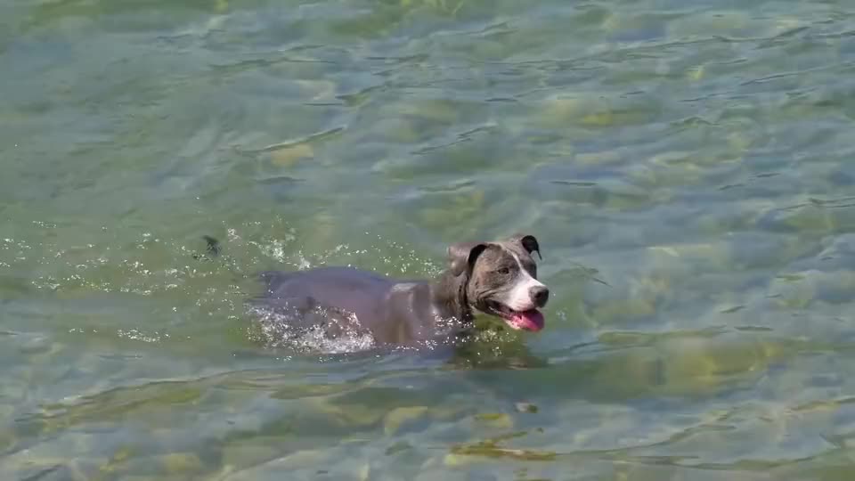 Papy dog in tha water dogs funny