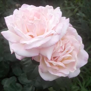A couple of white roses