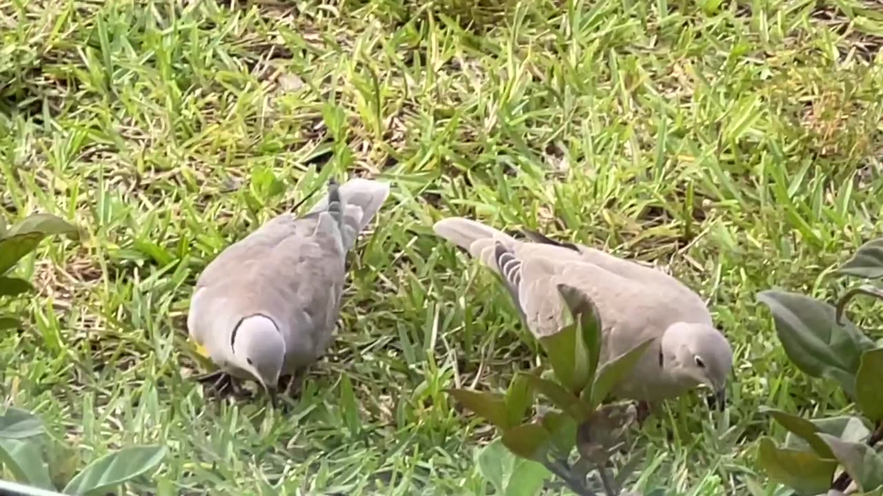 Eurasian Collared-Dove: 8-27