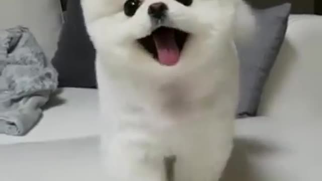 Funney dog shout