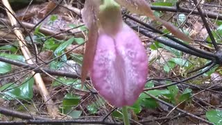 Lady's Slipper