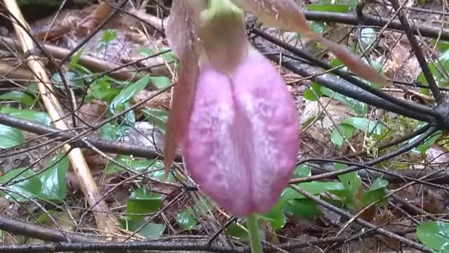 Lady's Slipper