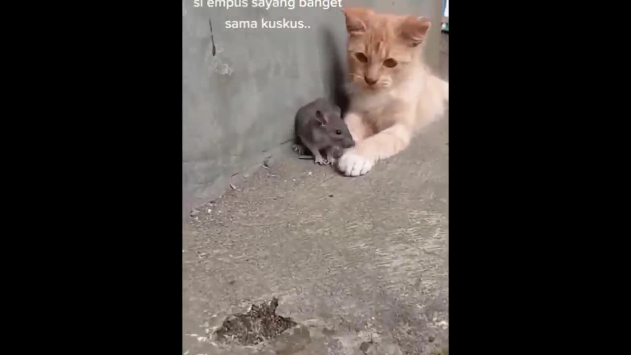 New Funny Animals π Funniest Cats and Dogs Videos πΊπΆ