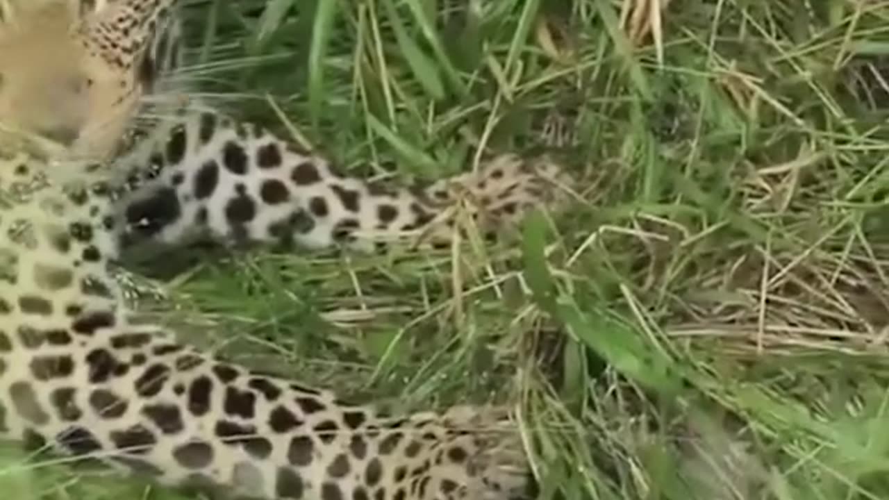 Young male leopard plays with baby bushbuck