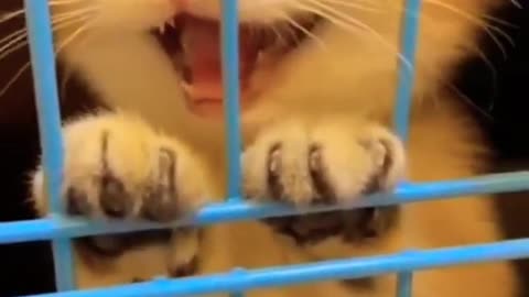 Cute cat viral video