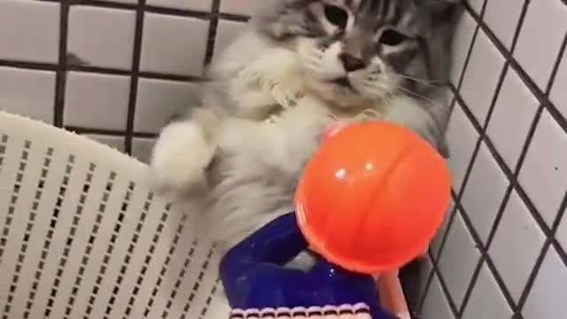 Best cat funny vodeo