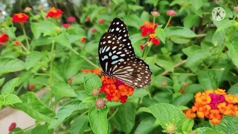 shapes of butterflies in the most beautiful wonderful colors