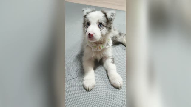 Cute baby border collie hand-giving video!