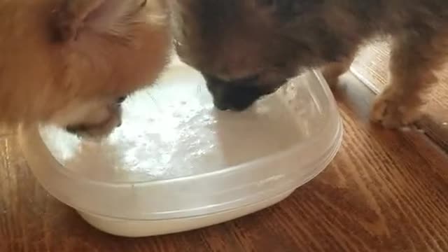 PUPPYS DRINKING MILK SO CUTE,,