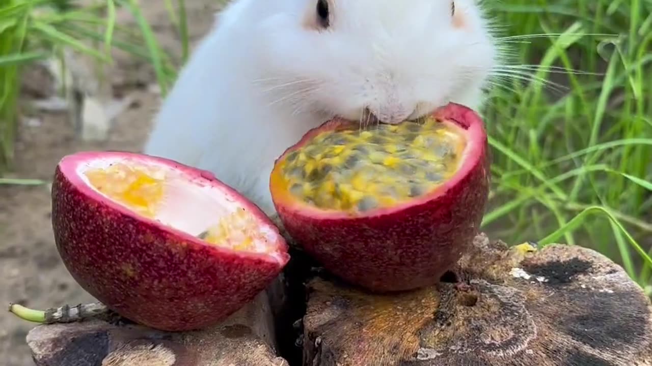 The little bunny eats passion fruit.