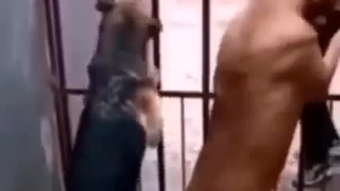 Dogs guarding the house after theft