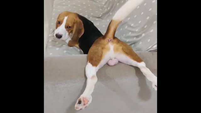 Cute beagle wants to be left alone