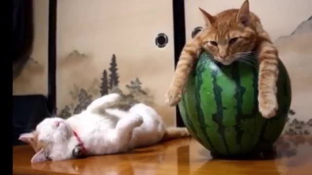 20 Lazy Cats Achieved Total Relaxation