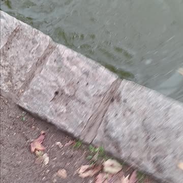 Pumpkinseed bowne park.